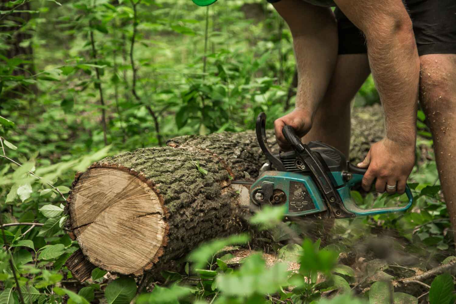 The Steps Involved in Our Tree Care Process in River Edge, NJ